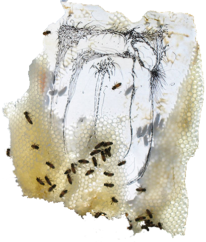 Aganetha Dyck