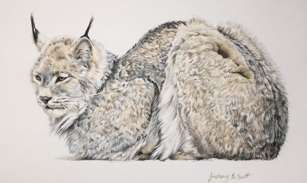 Lindsay Scott — artwork