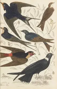 William D. MacGillivray — artwork