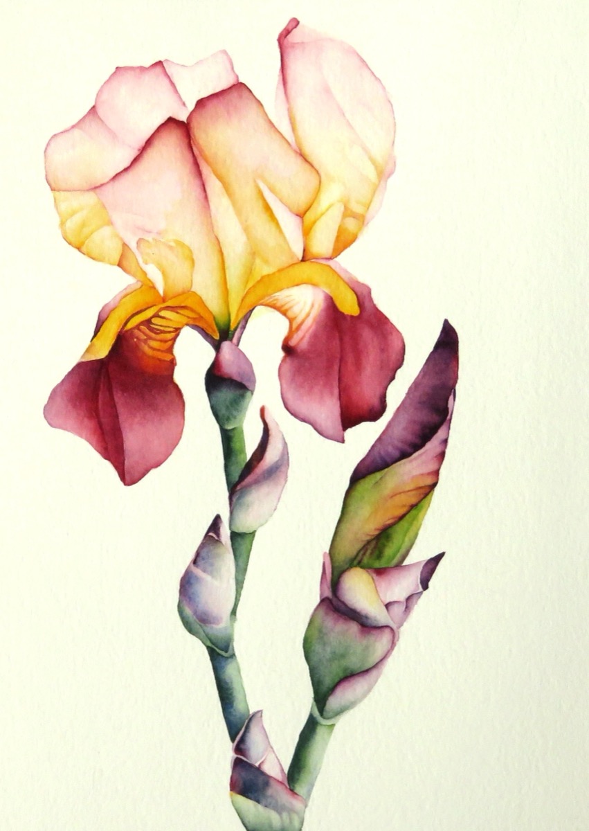 Catherine Macaulay — artwork