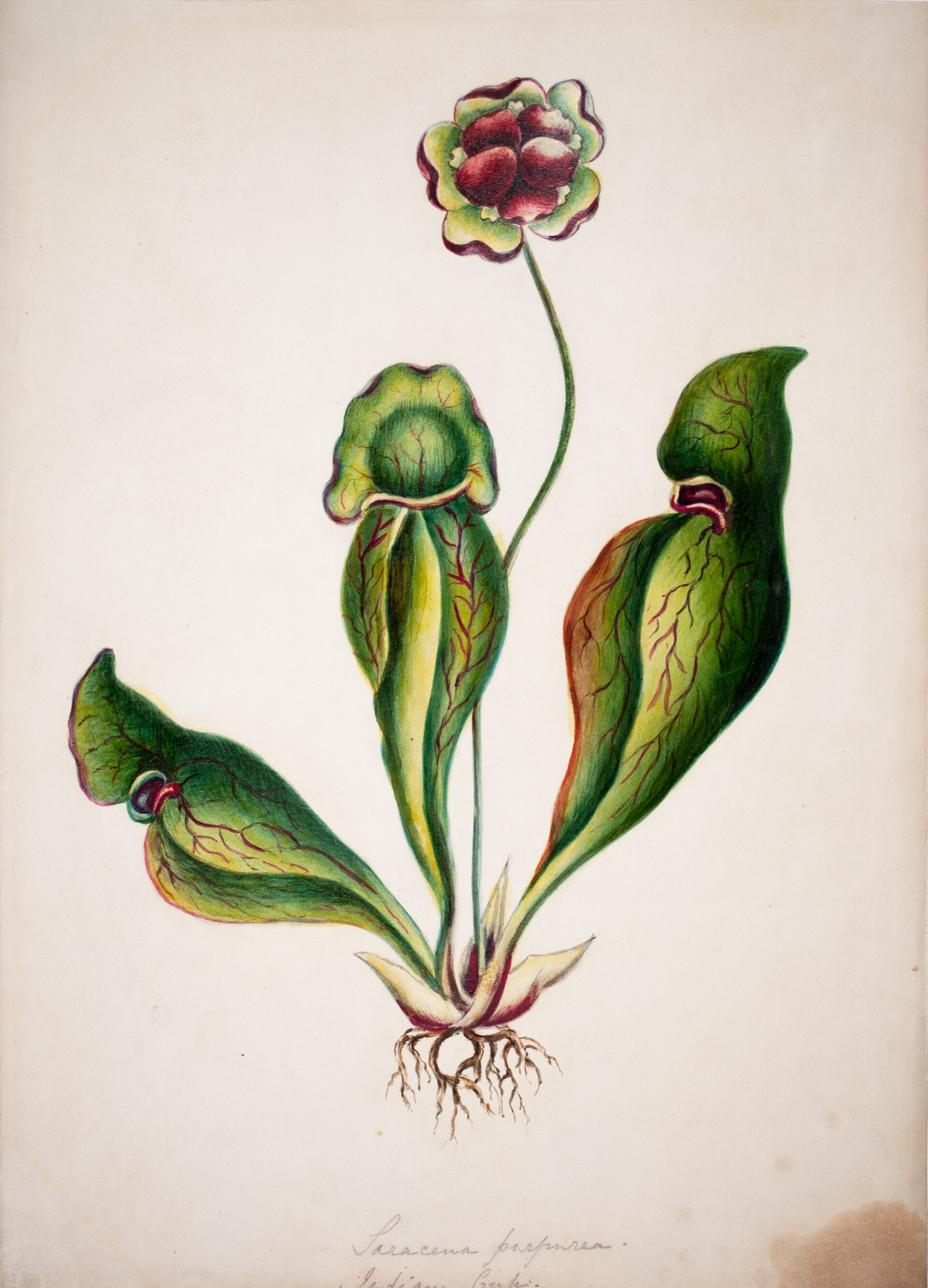 Maria Morris Miller — artwork