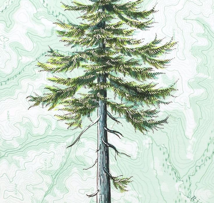 Douglas Fir Graphy — artwork