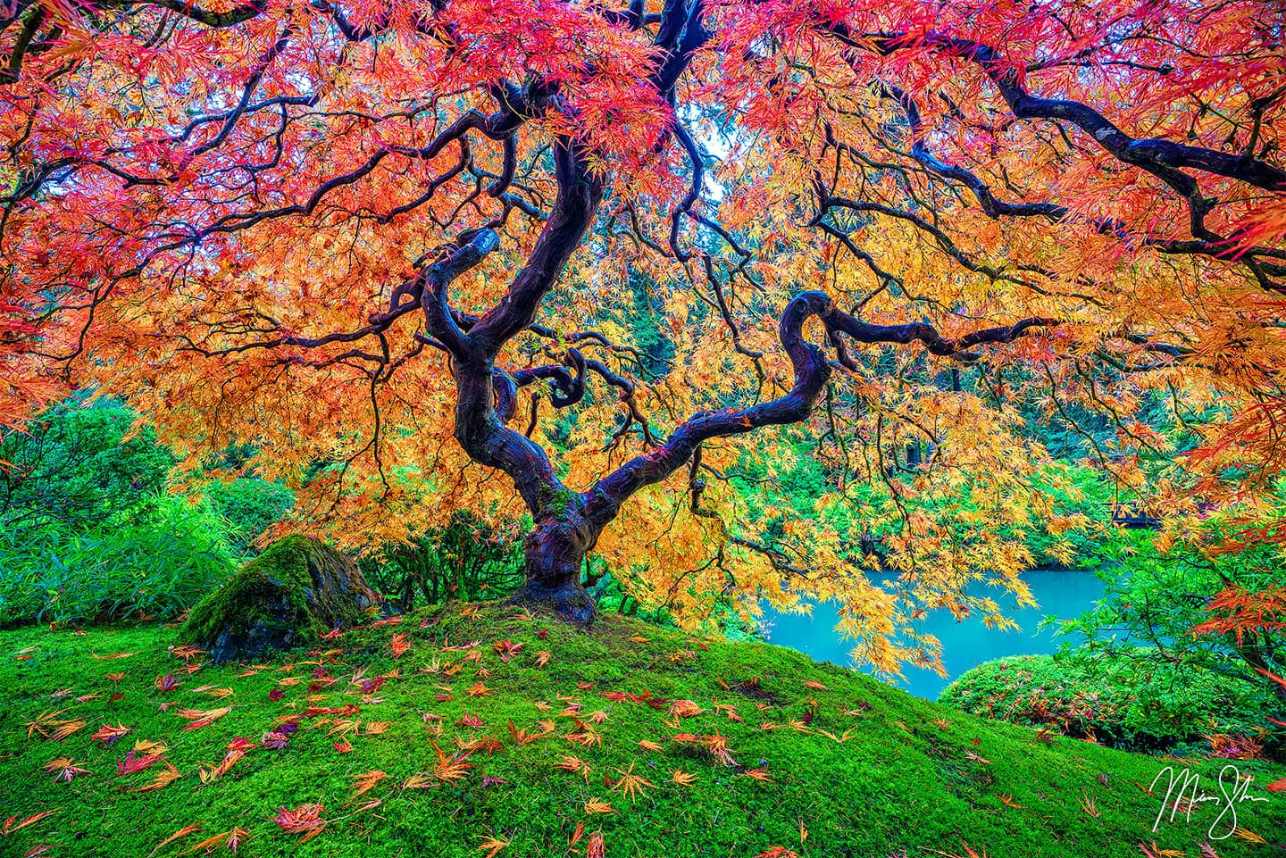 Terrirodstrom Inspiredbynature — artwork