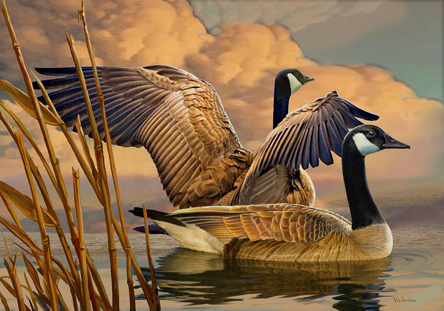 Rex Goose
